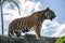 Huge tiger standing on a rock