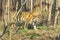 A huge tiger in the zoo`s aviary. The tiger is out for a walk and is relaxed.