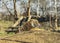 A huge tiger in the zoo`s aviary. The tiger is out for a walk and is relaxed.