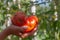 A huge tomato on the palm of a person in a greenhouse is plucked from a plant