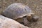 Huge tortoise with dusty and scratched shell in its natural habitat. She crawls on small stones