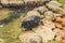 A huge tortoise resting in the park by the pond