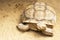 Huge tortoise on sand, close-up