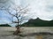 Huge tree on the beach in Con Dao island, Vung tau, Vietnam