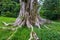 Huge tree with big mighty roots in tropical forest of Oahu