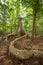 Huge tree with big roots in middle of jungles