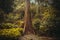 A huge tree in the jungle. Nature rain forest. Tropical Rainforest Landscape. Malaysia, Borneo, Sabah