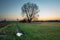 Huge tree without leaves at the center of the frame, sunset over green meadow