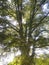 Huge tree reaching towards sky