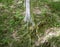 Huge tree roots covering the forest floor in the parched bed of