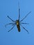 Huge Tree Spider in Web