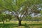 A Huge Tree with Sprawling Branches and Hanging Roots