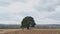 A huge tree stands in the middle of a dug field. Dusky cloudy clouds over arid land
