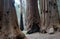 Huge tree trunks in Sequoia National Park, California, USA.