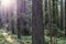 Huge Trees in California, Old-Growth Redwood Forest