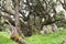 Huge trees with lichens and epiphytes in mountain rainforest of Tanzania