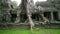 huge tropical banyon tree covers preah khan temple, angkor, cambodia