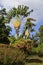 Huge tropical fan shaped Traveller`s Palms at Deshaies botanic garden in Basse Terre Guadeloupe