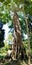 A huge tropical tree in the jungle . Philippines.