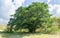 huge tropical tree in new caledonia