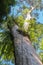 Huge tropical tree with parasitic plants on its trunk in Hindu temple at foot of Batukaru Mountain on Bali. Lianas and ferns grow