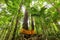 Huge tropical tree in rainforest