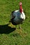 A huge turkey parading on a lush green lawn