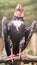 Huge turkey vulture with dark plumage