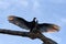 Huge Turkey vulture dries its wings on a dead branch