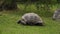 Huge turtle lying on a grass.
