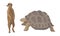 Huge Turtle and Meerkat as African Animal Vector Set