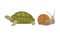 Huge Turtle and Snail as Reptile Vector Set