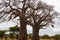 Huge two baobabs on the savanna of Tarangire National Park, in Tanzania, with yellow grass below it