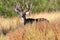 Huge typical whitetail buck