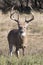 Huge typical whitetail buck with extra tall tines