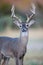 Huge typical whitetail buck in portrait