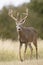 A huge typical whitetail buck during the rut