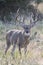 Huge typical whitetail buck in vertical photograph