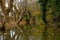 Huge Vegetation. River bank plane trees reflections