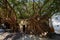 Huge vine root of banyan trees covered building