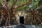 Huge vine root of banyan trees covered building