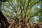 Huge vine root of banyan trees covered building