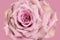 Huge vintage pale pink rose on a bright pink background
