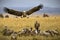 Huge vulture with its wings wide open approaching smaller birds of the same species on grassland