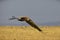 Huge vulture with its wings wide open flying close to a grassland