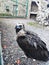 Huge vulture in the Teberdinsky reserve