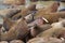 Huge walrus asleep on each other among beach.