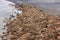 Huge walrus asleep on each other among beach.