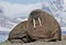 A huge walrus on the coast of Spitsbergen