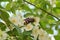 Huge wasp on white flowers